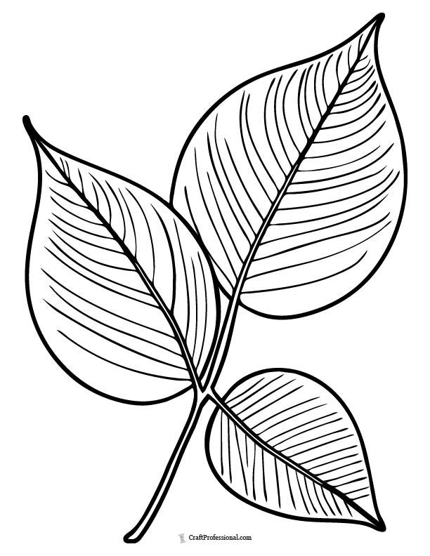 Three leaves coloring page